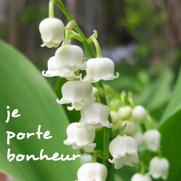 muguet-je-porte-bonheur.jpg